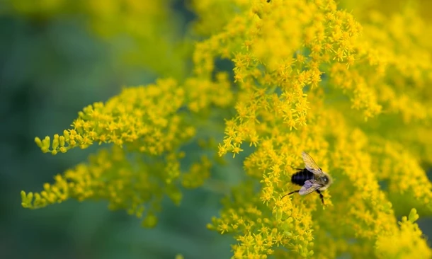 Biene sammelt Nektar an leuchtend gelber Blüten einer Pflanze.