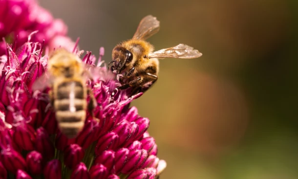 Zwei Bienen sitzen auf einer pinkfarbenen Blume.