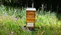 Bienenstock in einer hohen Wiese.