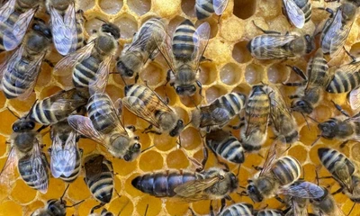 Close-Up von Bienen auf einer Wabe.