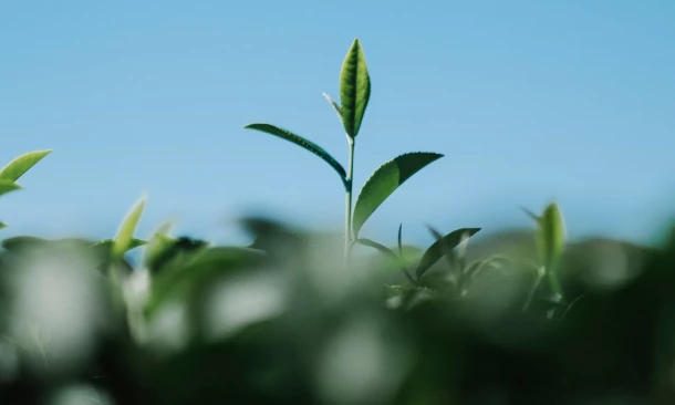 Grüner Spössling wächst aus der Erde.